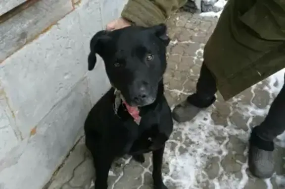 Найдена собака в Тюмени, контакты бабушки