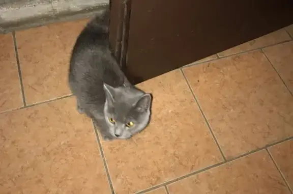 Найдена кошка: Чуйская 7, Воронеж