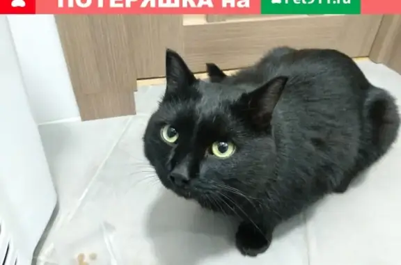 Найден кот в Березовом, Иркутская область