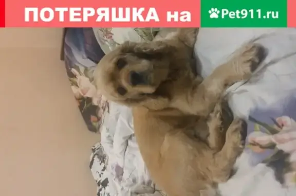 Пропала собака Рич в Шахтах, Ростовская область