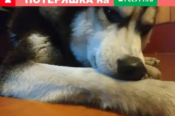 Найдена умная собака без ошейника в Томске, район Смирнова/Мюнниха (Каштак)