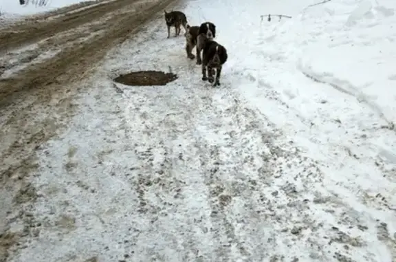 Собаки на улице Ленина 74 в Ижевске