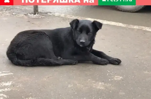 Найден потерявшийся щенок у ТРК ВиваЛэнд, Самара