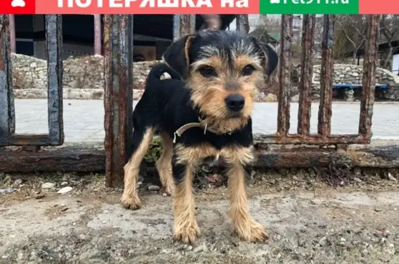 Найдена собака в Приморском, ищет новый дом