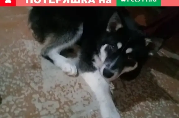 Собака найдена возле Броднева в Салехарде (Фото)