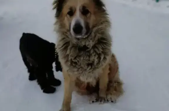 Найдена собака в Рубцовске, возле Тонуса и 