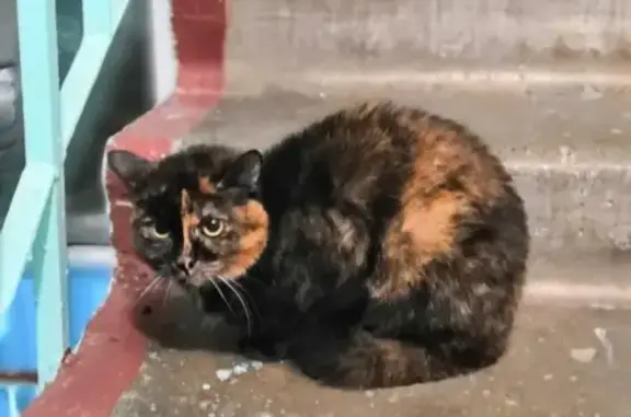 Найдена ласковая кошка на Комсомольском бульваре