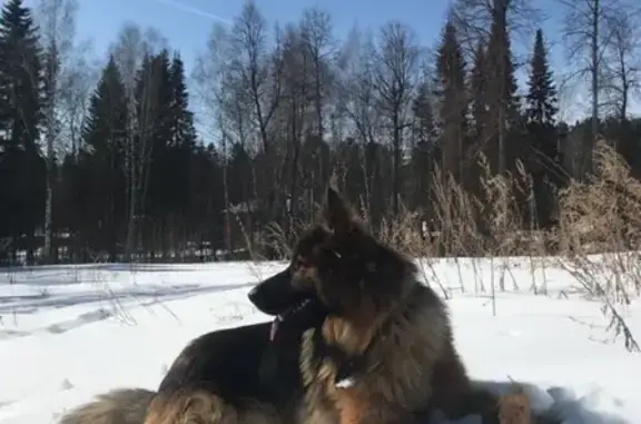 Пропала собака на Гайвинской улице!