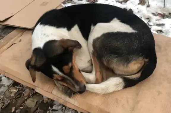 Найдена собака в Ярославской области