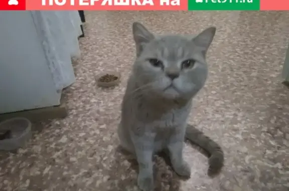 Найден британский кот в Курчатовском районе Челябинска