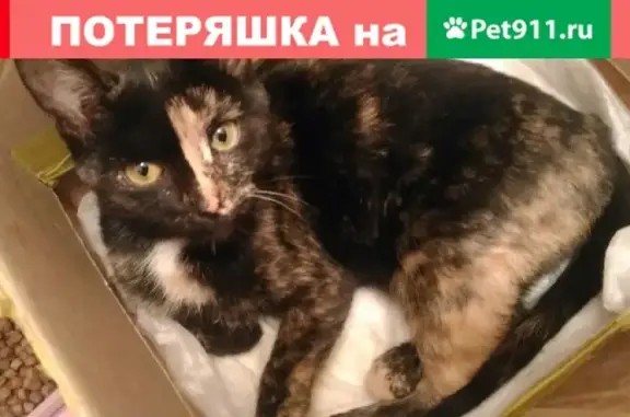 Найдена кошка в Юбилейном, Саратов