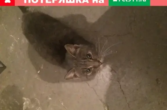 Найдена кошка на Кирова, Новокузнецк: ищут новый дом