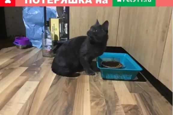 Найден голубой кот (ул. Войкова 27, Екатеринбург)