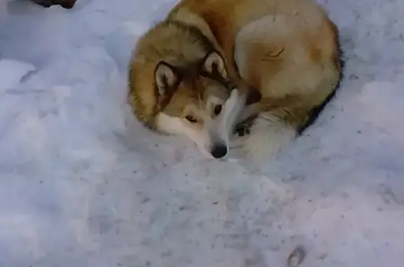 Собака найдена на северном шоссе в Комсомольске-на-Амуре
