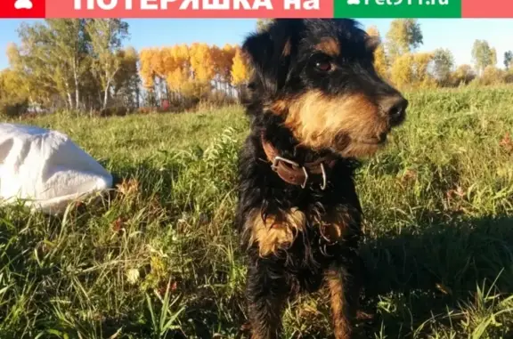 Пропала собака Рик в 3 микрорайоне, Ачинск