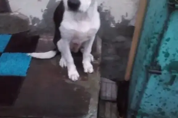 Пропала собака питбуль в Ялте, Крым