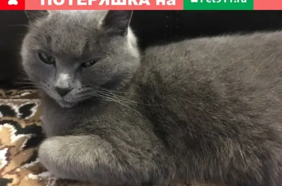 Найдена кошка возле ТЦ Успех в Оренбурге