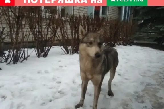Найдена собака на ул. Лавочкина