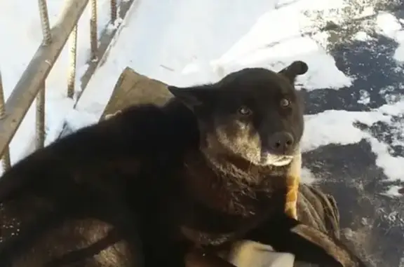 Найден черный пес на Терешкова, 39