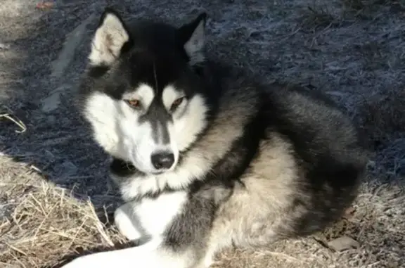 Пропала собака в Сочи, убежал на Дороге на Башню Ахун, хаски, 8 лет, черно-белый окрас.