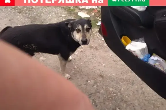 Пропала собака на улице Копылова, помогите найти!