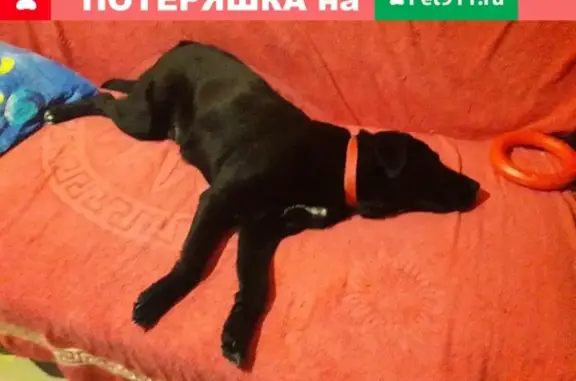 Найдена собака на Золотой Ниве, Новосибирск