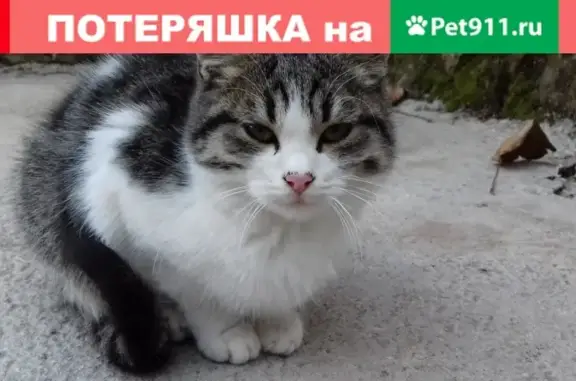 Кошки потеряшки, станица Натухаевская, фото: Потеряшка котенок на ул. Малой, Новороссийск
