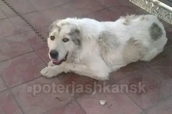 Пропала собака на ул. Черемховская, помощь нужна!