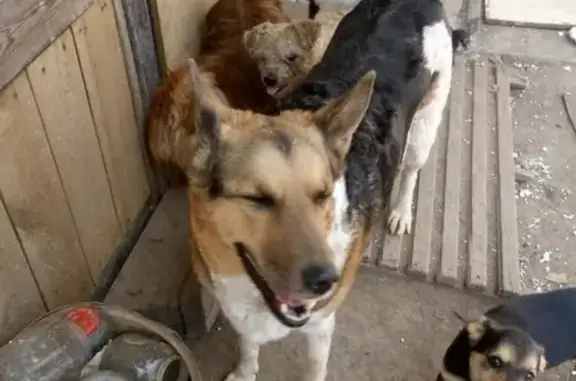 Найдена собака в Чите: ищем хозяина!
