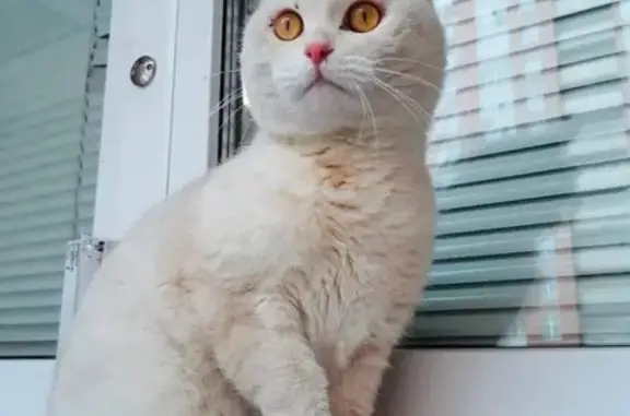 Найдена кошка Персик в Самаре
