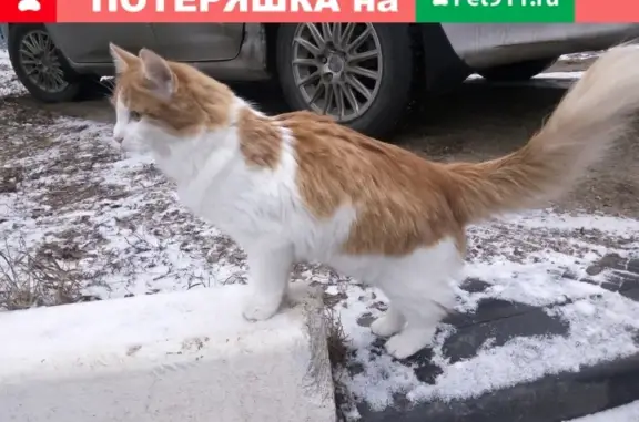 Пропал кот Рома в Чехове, Московская область
