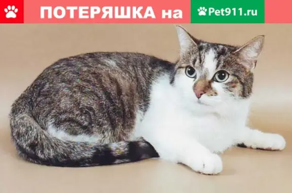 Кошки потеряшки, Набережные Челны, фото: Потеряшка кот Алекс в Набережных Челнах, ищу уже 3 месяца