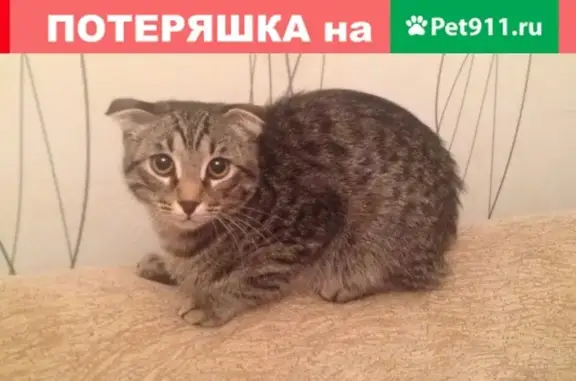 Найден домашний котенок в районе Жилплощадка, Казань