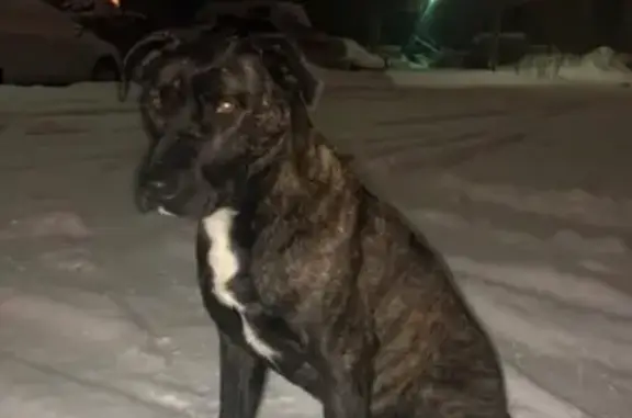 Пропала собака Буся в Сургуте, помогите найти!