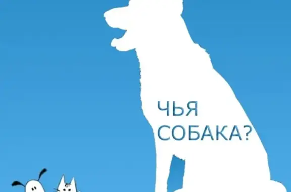 Найдена черная собачка в Ленинском районе, ищут передержку.