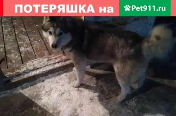 Собака Сизая найдена в Саяногорске.