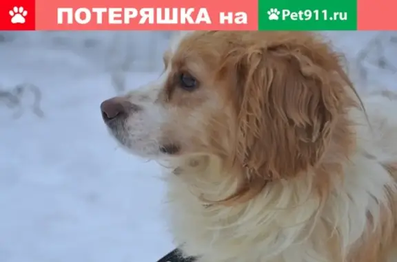 Найдена собака в Туголесском Бору, Московская обл.