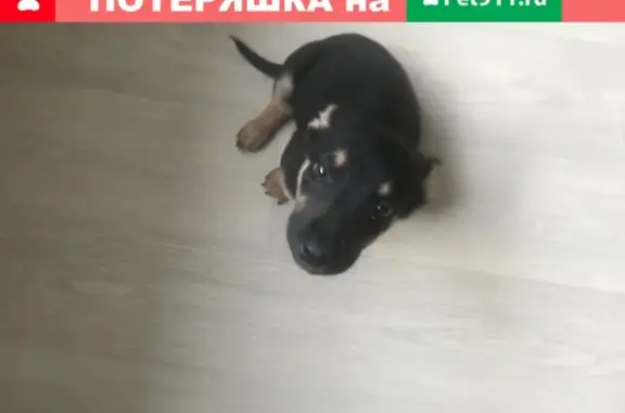 Собаки потеряшки, Ульяновск, фото: Потеряшка собака в Ульяновске, 40 проезд Инженерный 11
