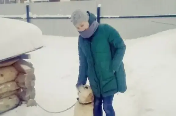 Пропала собака в Ижевске, Лудорвай, деревня Ивушка [id61870653]