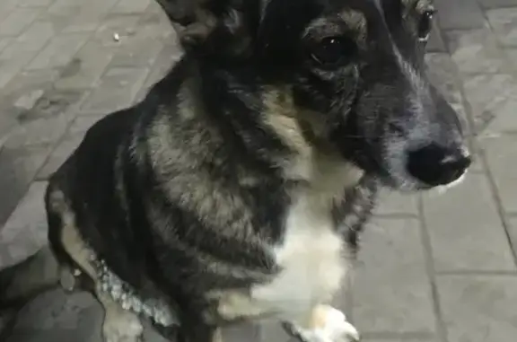Найдена собака на парковке Радуга парк (Екатеринбург)