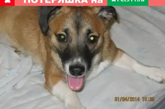 Пропала собака в Глазове, Удмуртская Республика