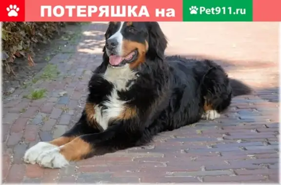 Пропала собака в районе Началовских дач, Бернский зенненхунд, 80 кг, нужна помощь!