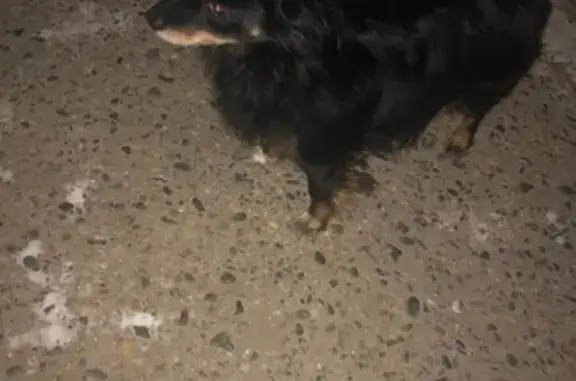 Найдена замёрзшая собака в Чите с ошейником