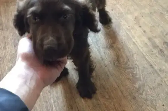 Найдена собака, село Нагорное, фото: Спаниель найден в с. Нагорное, Новосибирская область