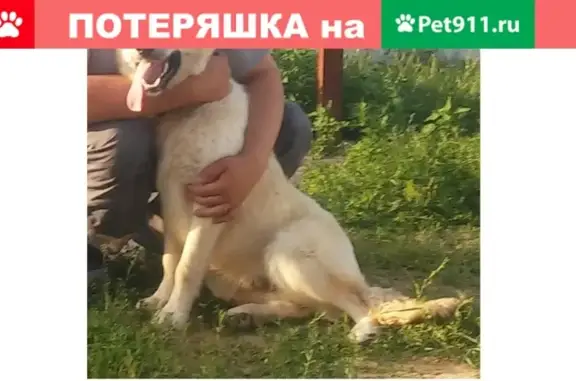 Пропала собака Ральф в Выксе, Нижегородская область