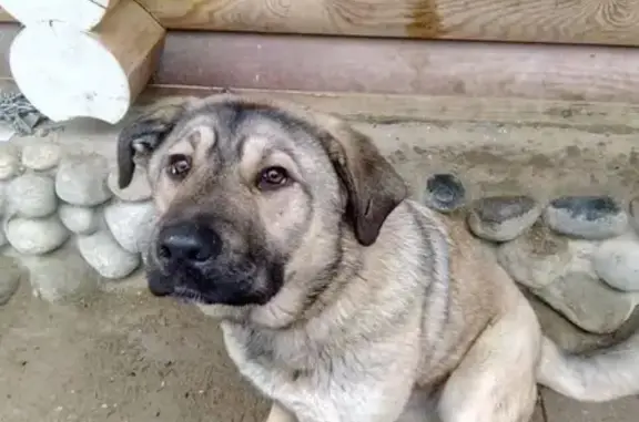 Пропала собака в Кандалакше, ищем свидетелей.