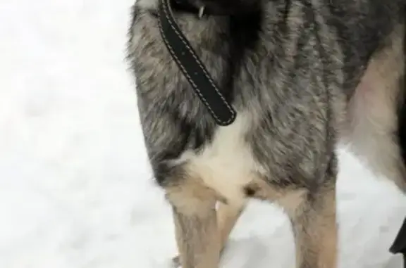 Пропала серая собака на Бажова, Каменск-Уральский.