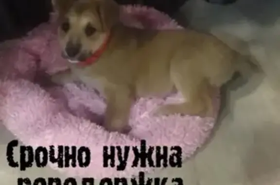 Найдена собака на ул. Амурской, Благовещенск