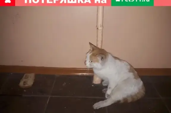 Найдена кошка с ранами на Пушкина 213 Д