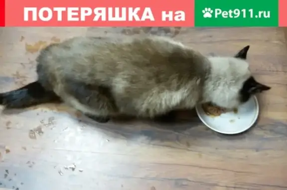 Найдена домашняя кошка в Фрязино, Россия